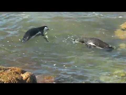 A Penguin water fight!