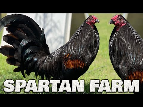 Beautiful Black Birds Spartan Farm | Farm Visit
