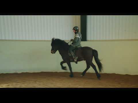 Djarfur frá Flatatungu 24. apríl 2018