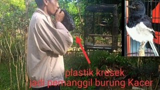 Download lagu Tutorial pemanggil burung Kacer menggunakan plastik kresek mp3