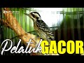 MASTERAN PLATUK BERAS GACOR SUARA JERNIH REAL VIDEO
