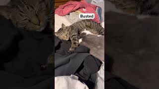 Friends #cats #aura #funny