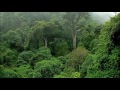 Welcome Congo Rain Forest Africa