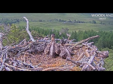 Hello world! The two Loch Arkaig Osprey chicks admire the view from their nest 19 Jun 2022