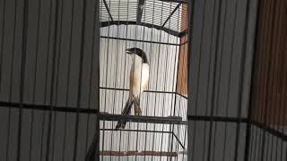 Download lagu Cendet tembakan pelatuk bawang dahsyat #cendeterindonesia #cendetmadura #shortsyoutube #cendetgacor mp3