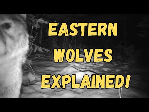 Eastern Wolves vs Coyotes – Here’s the Truth!