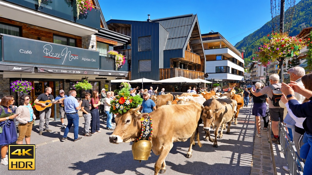 ISCHGL AUSTRIA 🇦🇹 Alpine Cattle Drive A Taditional Almabtrieb in Austria 🇦🇹 4K 60 fps