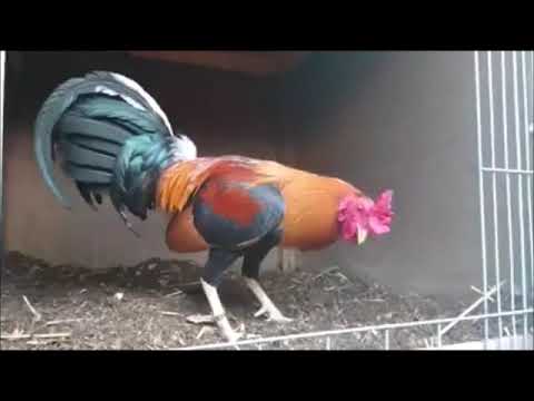 Gallo Cowan Round Head