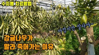 감귤나무가 말라 죽어갈때 수지병 증상 및 치료 방법 죽어가는 감귤나무 살리는 방법