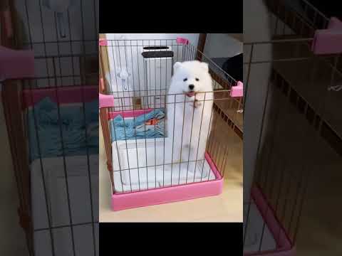 Lovely dogs 😘 #funny #comedy #sleepypup #cuteanimal#dog #cute #sleepdog#shortvideo #puppy#puppylife