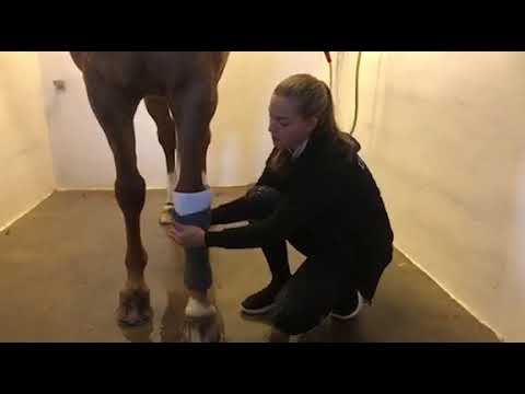How I Bandage My Horses Before Training Sessions