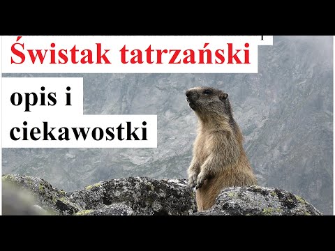 Świstak tatrzański - opis i ciekawostki