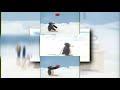 Pingu Pilot Scan