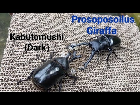 EP.07 Dark Kabutomushi vs Prosoposoilus Giraffa  Rhino beetle and stagbeetle battle