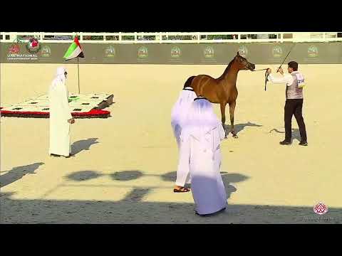 N.214 AJ RESAN - UAE National Championship 2020 - Yearling Colts (Class 7B).mp4