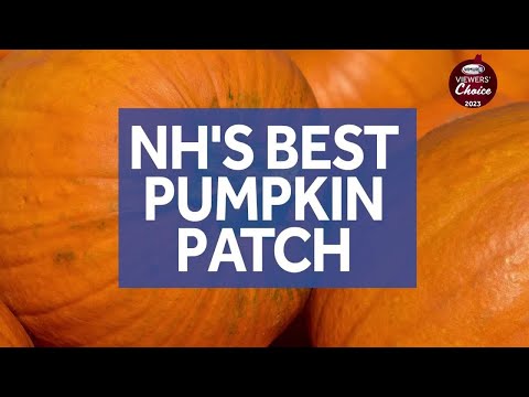 Viewers' Choice 2023: Best pumpkin patch in New...