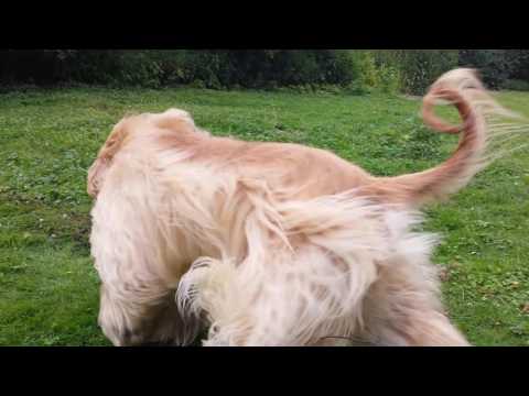 Afghanischer Windhund Shakira sucht das Kaninchen