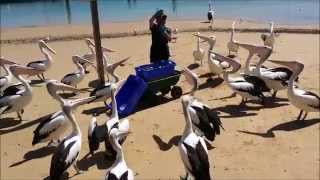 preview picture of video 'Feeding the Pelicans,San Remo, VIC Australia ΤΑΪΣΜΑ ΤΩΝ πελεκάνων κοντά στη Μελβούρνη'