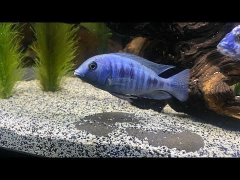 African Cichlid Tank Update | Ty’s Tanks