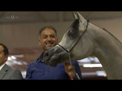 D SHAHHAR - Junior Colts Class Winner, 2022 Paris Arabian Horse  World Championship