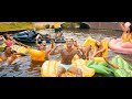 Mart Hoogkamer - Ik Ga Zwemmen (Officiële Videoclip)