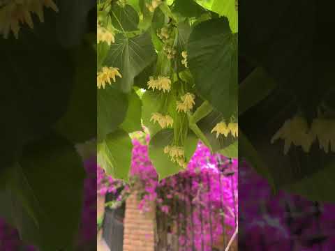 Ла-Плата - Город Лип или Ciudad de Tilos.  #laplata  #история #липа  #argentina #buenosaires