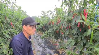 2022년 고추품종 선택 기준은?