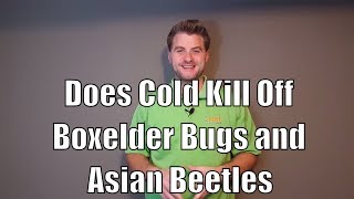 Does Cold Kill Off Boxelder Bugs and Asian Beetles