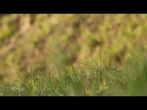 Spiranthes spiralis - G.I.R.O.S. Sez. Ligure-Piemontese
