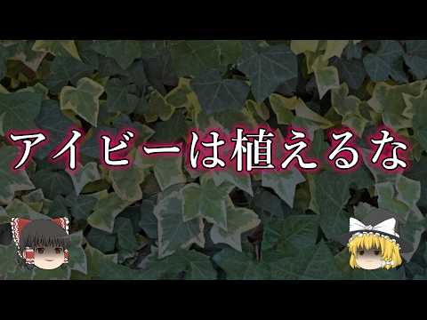 アイビーにはどのくらいの毒性があるのでしょうか? 植物