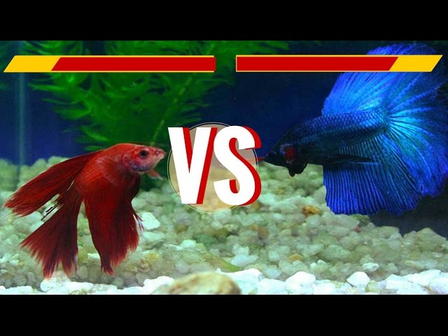 Delta tail Male & Crowntail Female Betta Fish - Fights & Love