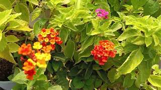 #satışta#keşfet#aboneol#indirimde mine çiçekleri 05079906818 sipariş🌹🌺