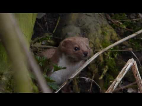 Łasica, Łaska, Gronostaj (Mustela erminea)- Nad rzeką Białą w Czechowicach - Dziedzicach. Przyroda.