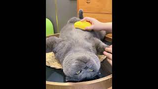 Download lagu Where Did the Cat’s Fur Go! mp3