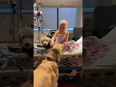 Therapy dogs visit child fighting leukemia 💛