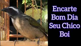 Encarte Para Filhotes de Trinca Ferro