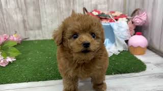 ハーフ犬の動画01