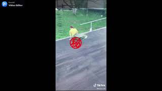 《エロTikTok》パンチラを促す坂