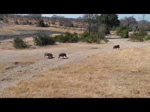 Djuma: Warthog family of three - 07/18/19