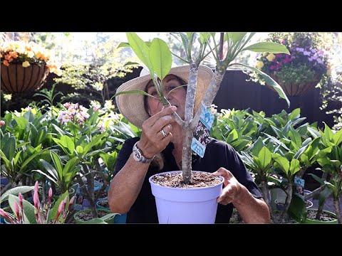 How to Grow and Care for Plumerias (Frangipani) with Suzanne Hetrick