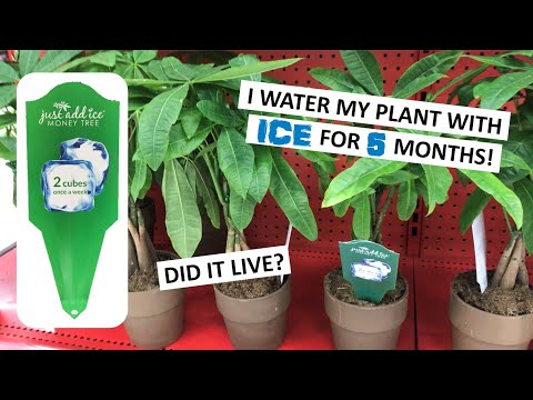 , title : 'EXPERIMENT: I watered my plants with ice for 5 months, and here is what happened...'