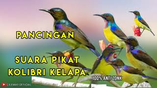 Download lagu SUARA PIKAT BURUNG KOLIBRI KELAPA PALING AMPUH ANTI ZONK || PANCINGAN KOLIBRI LIAR. mp3
