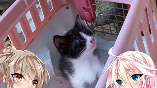 汚ったねぇ子猫拾った話