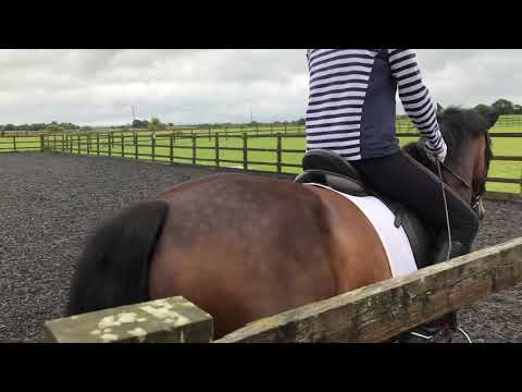 My Digital Dressage 8th Aug 21 BE90 Test 97 - 67.25% (2nd)