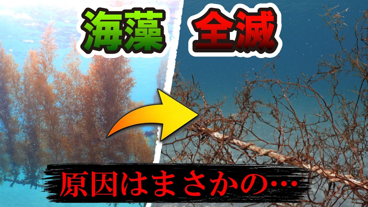 【衝撃】順調だった海藻が突然枯れた…3年間の記録にない”ある異変”が遂に判明？！