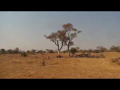 Djuma: Sights and sounds with alot of action-Elephants and Warthogs included - 09:11 - 09/28/21