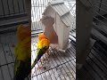 Mango S Mom