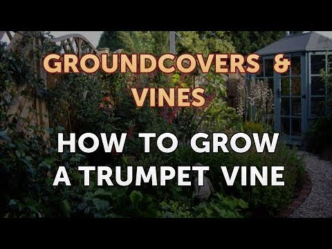How to Grow a Trumpet Vine