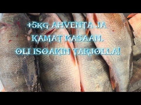 MUKAVA KASA FILEAHVENTA. "MÖRKÖJÄKIN" KÄVI NÄYTTÄYTYMÄSSÄ.