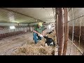 auction barn buying bottle calves